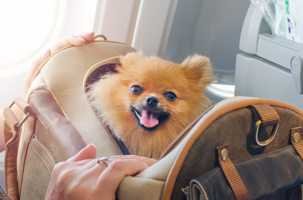 Como Viajar de Avião com seu Pet pelo Brasil e para Outros Países 4 Como Viajar de Avião com seu Pet pelo Brasil e para Outros Países 3