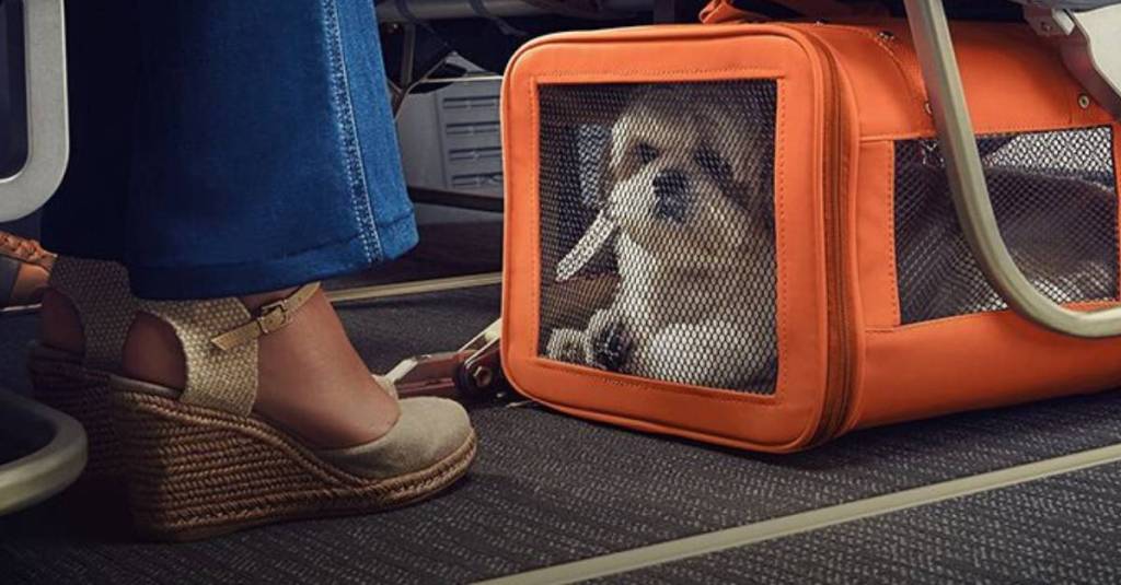 Como Viajar de Avião com seu Pet pelo Brasil e para Outros Países 3 Como Viajar de Avião com seu Pet pelo Brasil e para Outros Países