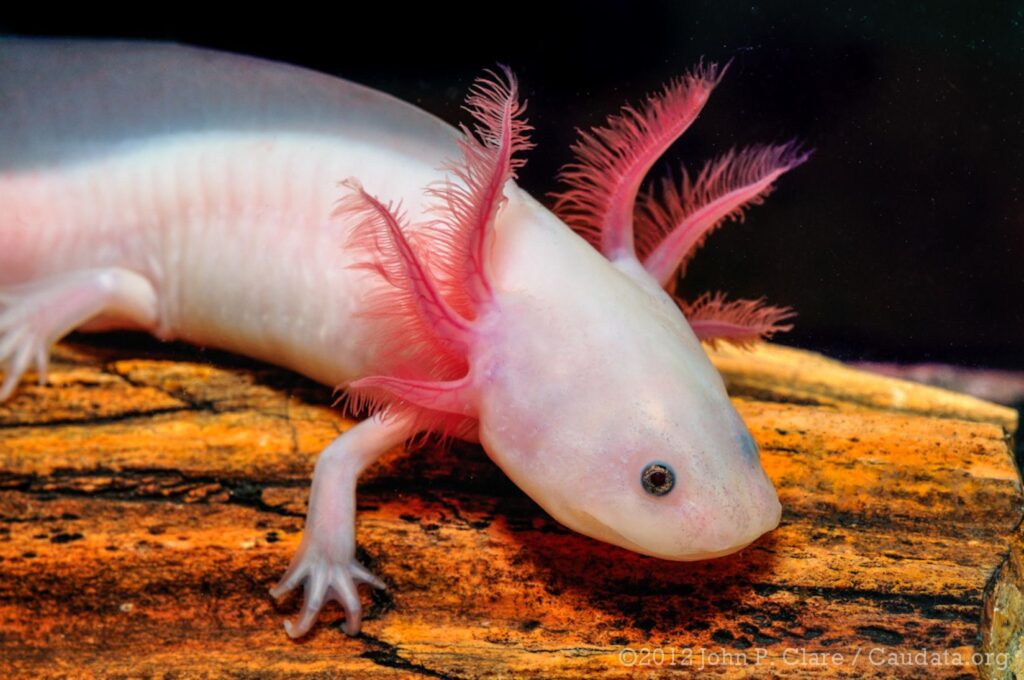 axolote branco nadando em seu habitat