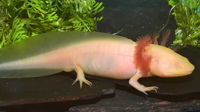 axolote albino