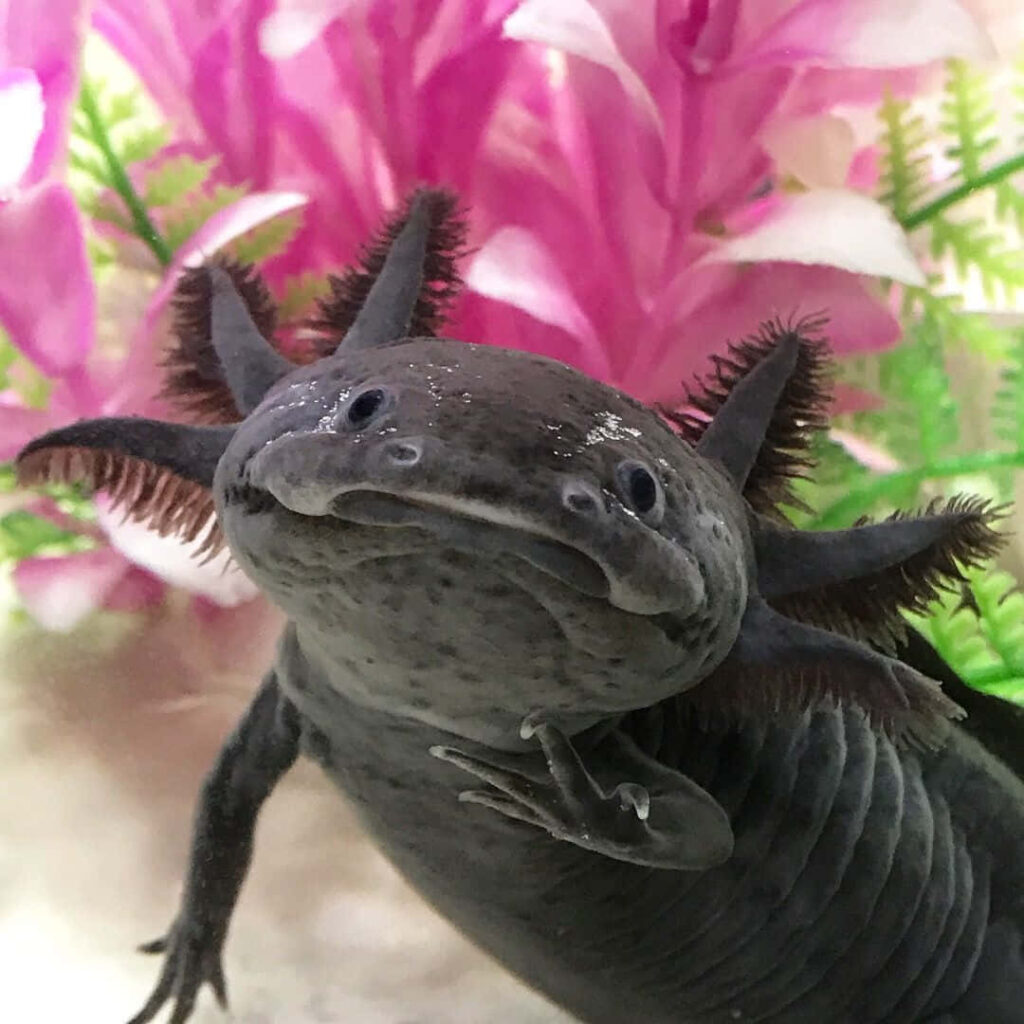 axolote selvagem nadando no aquario