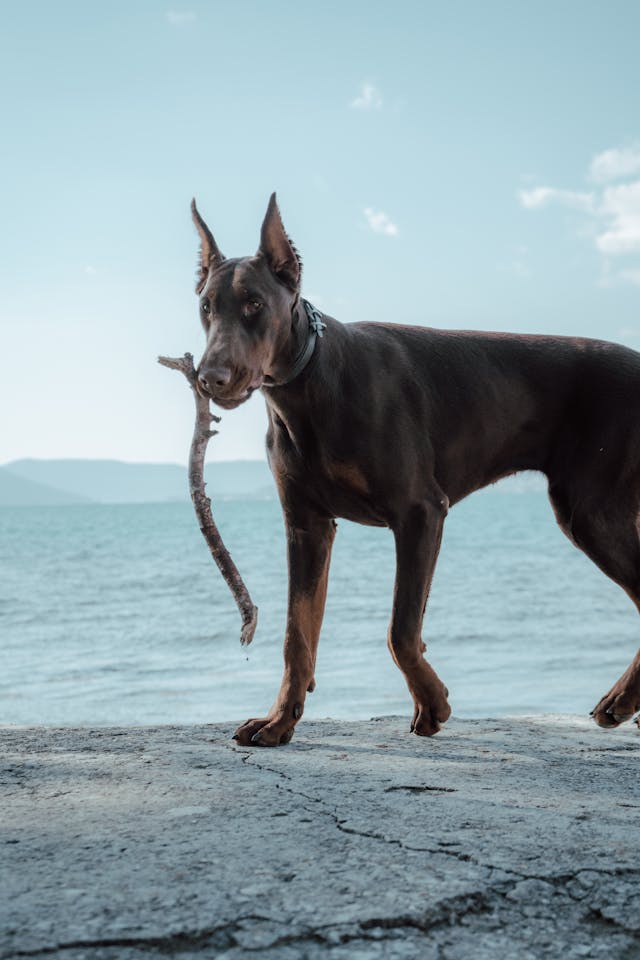 cão da raça dobermann pinsher com galho na boca