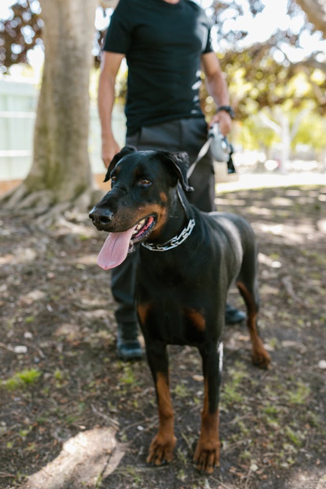 homem segurando cão da raça dobermann pinscher pela coleira