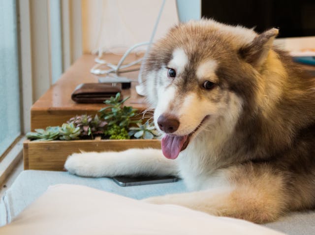 husky siberiano petpedia Um Guia Completo Sobre a Raca 1