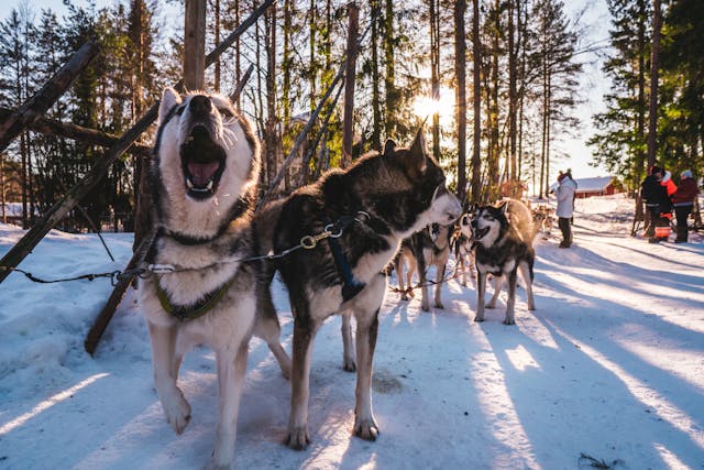 husky siberiano petpedia Um Guia Completo Sobre a Raca 3
