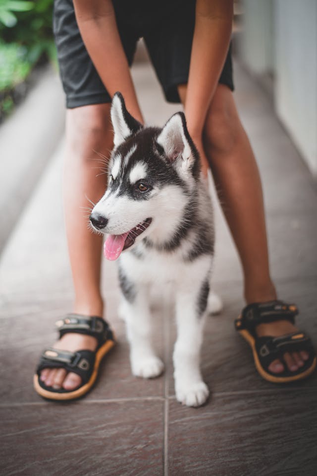 husky siberiano petpedia Um Guia Completo Sobre a Raca 4