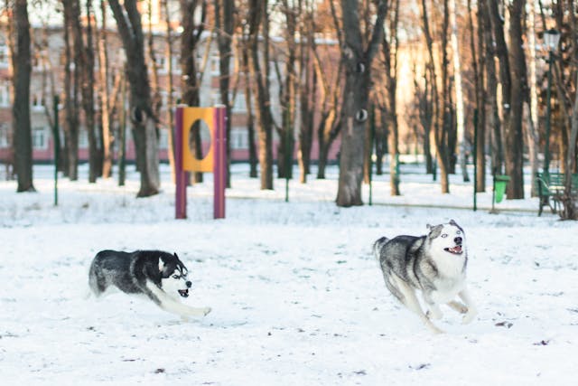 husky siberiano petpedia Um Guia Completo Sobre a Raca 5