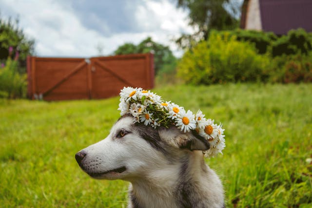 husky siberiano petpedia Um Guia Completo Sobre a Raca 6