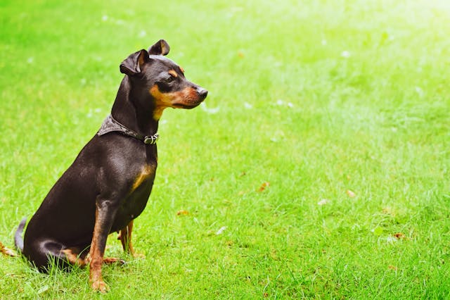 cachorro da raça pinscher na grama