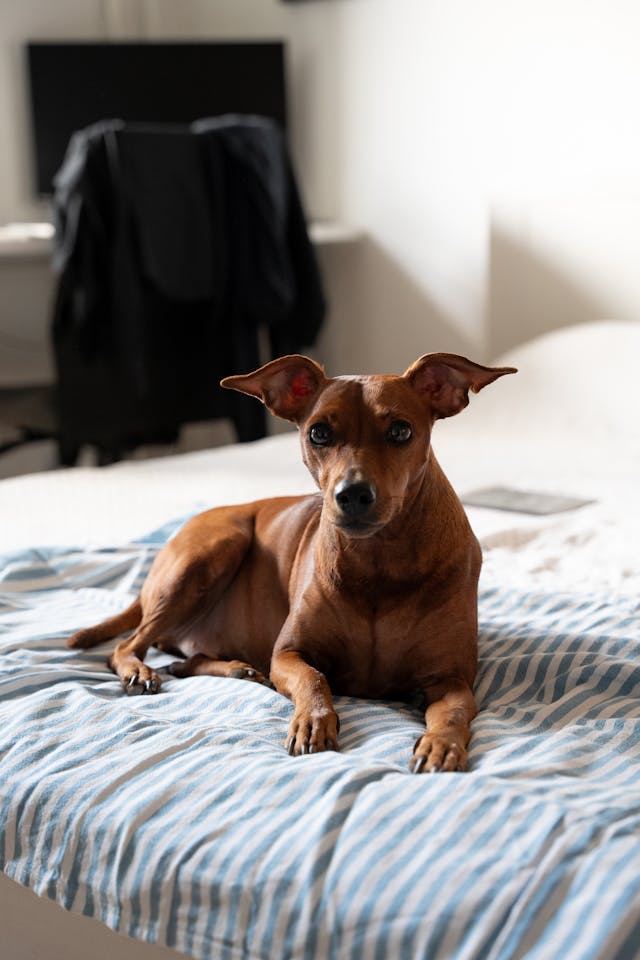 cachorro da raça pinscher deitado em cima da cama