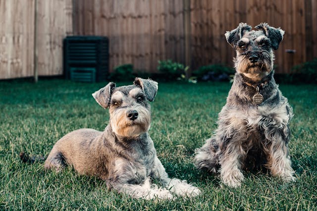 dois schnauzers petpedia Um Guia Completo Sobre a Raça 