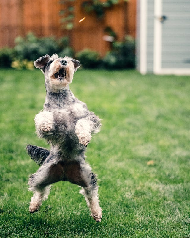 schnauzer brincando de pegar e pulando
