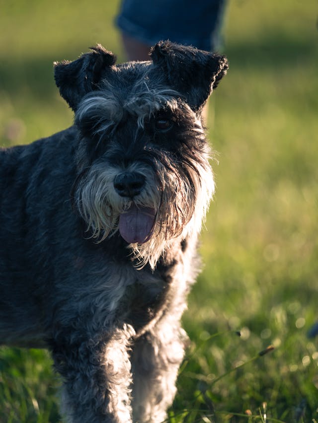 schnauzer olhando