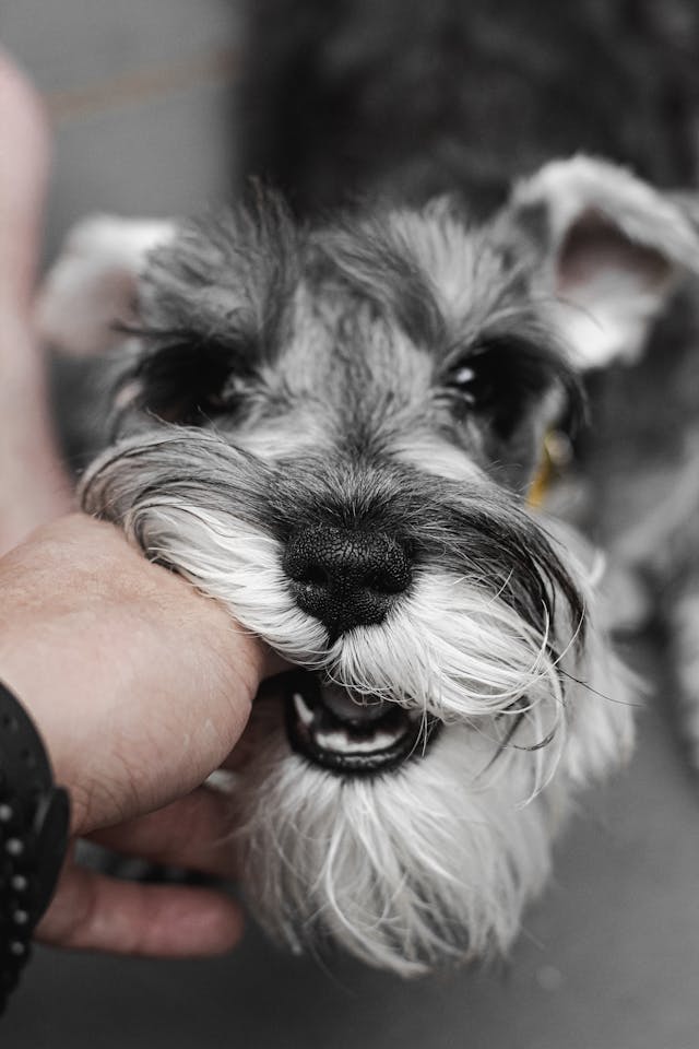 tutor fazendo carinho no seu schnauzer
