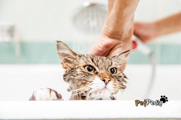 Cuidados de Grooming para Gatos: Guia Completo para Donos de Gatos 5 gato tomando banho na banheira