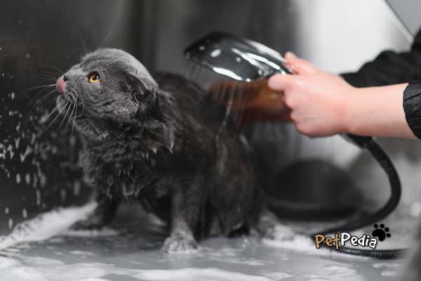Cuidados de Grooming para Gatos: Guia Completo para Donos de Gatos 3 gato preto peludo tomando banho com chuveirinho grooming para gatos