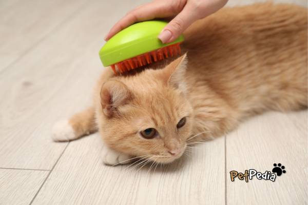 Cuidados de Grooming para Gatos: Guia Completo para Donos de Gatos 4 Gato amarelo sendo escovado por mulher