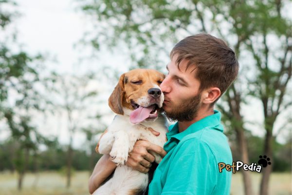 Domesticação de Cães: Conheça História e Fatos Incríveis 3 homem dando beijo em cão beagle na natureza domesticação de cães