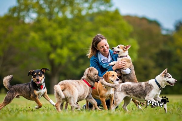 Domesticação de Cães: Conheça História e Fatos Incríveis 5 Mulher brincando com vários cães no gramado domesticação de cães