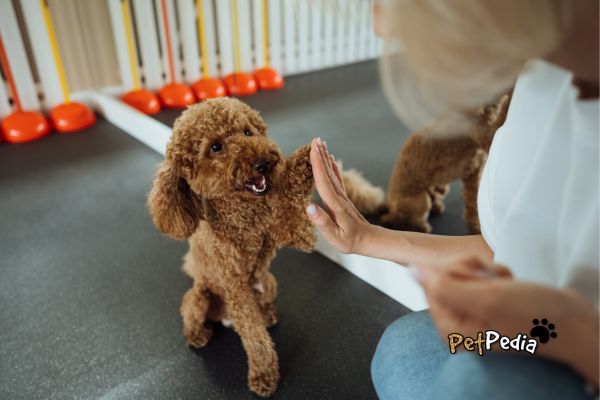 Domesticação de Cães: Conheça História e Fatos Incríveis 4 mulher ensinando cão a dar a pata poodle marrom domesticação de cães