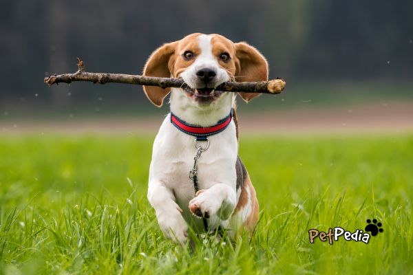 cachorro da raça beagle correndo pela grama com graveto na boca