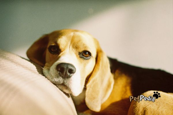 cachorro da raça beagle deitado na cama sob a luz do sol
