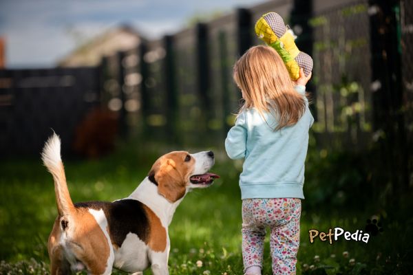 Menina brincando com cachorro da raça Beagle no quintal de casa