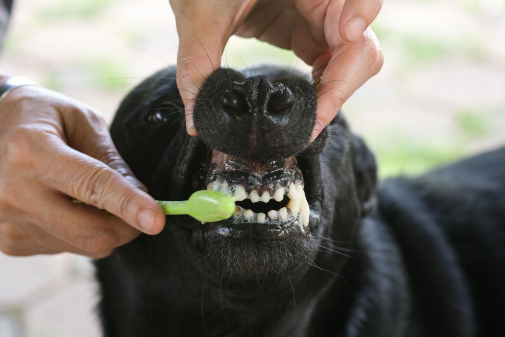 Saúde oral para cães: como cuidar dos dentes e prevenir doenças bucais 3 saude oral para caes